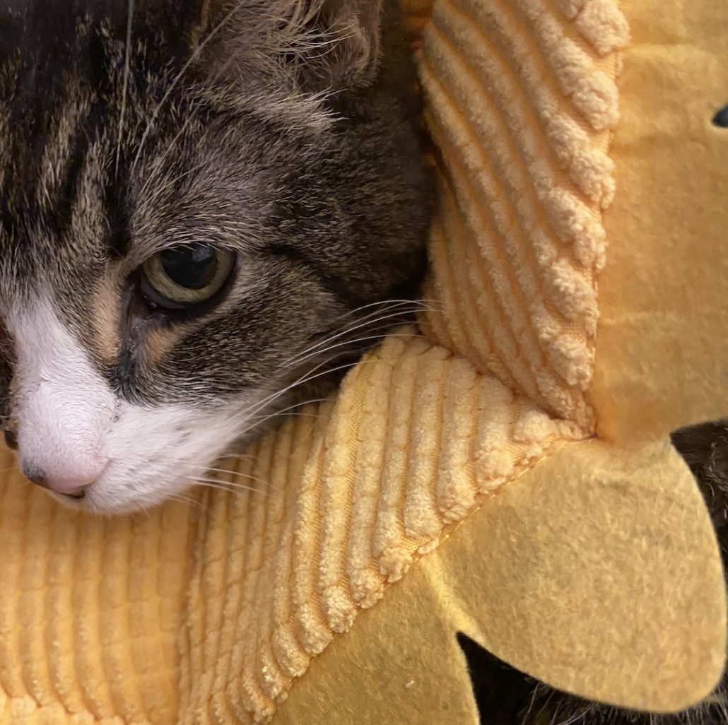 Cat lymphoma collar caregiving